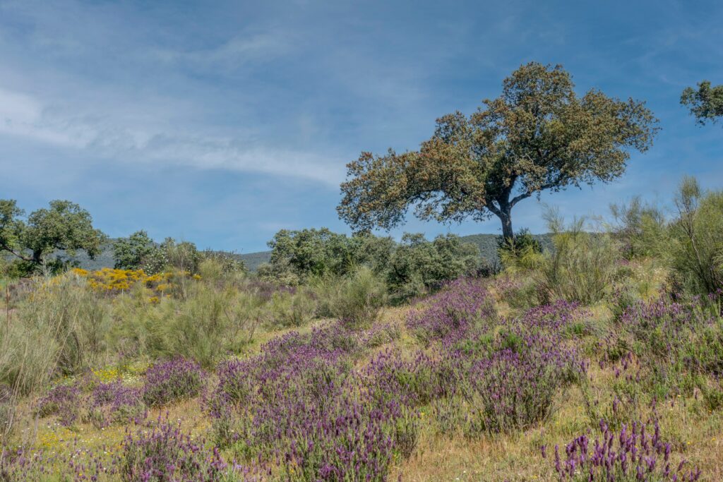 Sierra Morena, Spanje. Foto van Christopher Eden op Unsplash